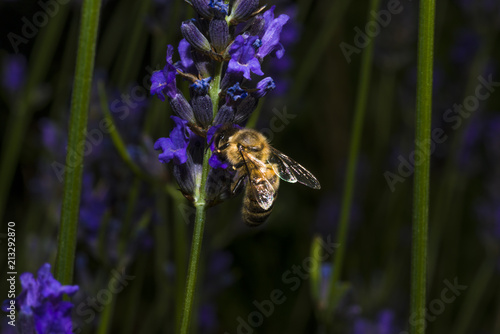 Fotografía bourdon/boudon sur une fleur de lavande