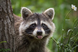 Fototapeta Zwierzęta - Raccoon in backyard