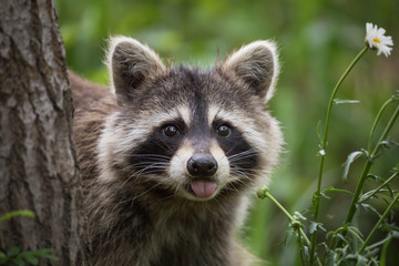 raccoon in backyard