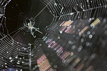 Tangle spider in web in sunlight