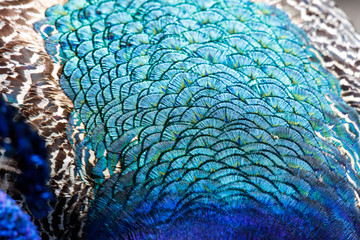  colorful Peacock feathers
