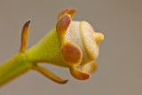 Fototapeta Tulipany - Close-up of a funny shaped flower bud