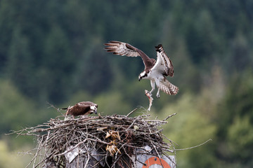 Osprey Feeding Chick in nest