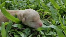 Newborn Pet Golden Retrieve Crawl On Grass