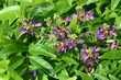 Evergreen wisteria flowers / Millettia reticulata