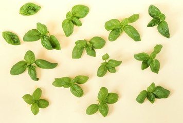 Wall Mural - fresh basil leaves pattern on pale yellow background. top view.