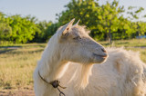 Fototapeta Pokój dzieciecy - Goat walks in a meadow
