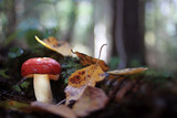 Fototapeta Lawenda - mushrooms forest nature season close