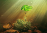 underwater photo of freshwater pond / underwater landscape with sun rays and underwater ecosystem, algae and water lilies