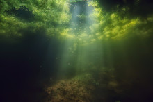 Underwater Freshwater Green Landscape / Underwater Landscape Of The Lake Ecosystem, Algae, Green Water, Fresh Water