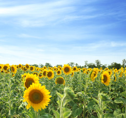 Wall Mural - Blooming sunflowers in field