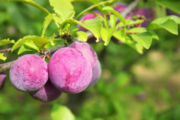 Wall Mural - Closeup of delicious ripe plums on tree branch in garden