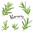 Branch of green rosemary leaves on white background template. Vector set of element for advertising, packaging design of condiment products.