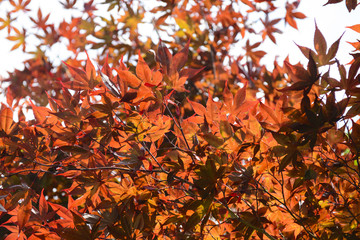 Wall Mural - Leaves of colored maple background