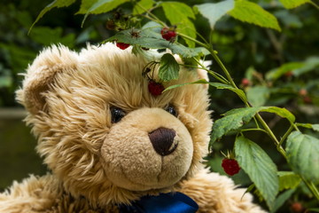 Wall Mural - Teddy bear collects raspberries in forest