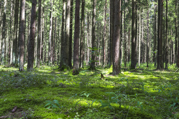 Sticker - Summer forest in a midland of Europe