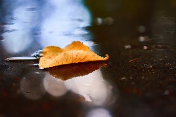 Yellow tree leaf floating in puddle after rain. Nice reflections of light. Autumn is coming background.