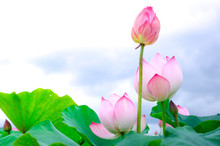 Pink Lotus Flower. The Background Is The Lotus Leaf And White Lotus Flower And Lotus Bud In A Pond. Beautiful Sunlight And Sunshine In The Morning