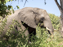 Portrait Of African Elephant, Loxodonta Africana, Hidden In A Bushy Bush, Chobe National Park, Botswana