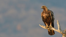 Golden Eagle On A Branch