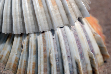 nature macro detail - photography of big old white and orange shells on a sandy beach outdoors on a sunny day during dry season on Atlantic shore in the Gambia, Africa