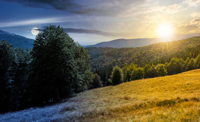 Wall Mural - meadow on the forested hill in summer mountain landscape. day and might time change concept. beautif