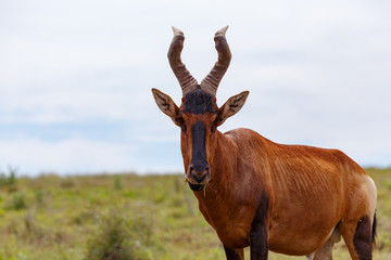 Wall Mural - Kudu standing and chewing on grass