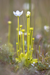 Canvas Print - Marsh grass of Parnassus