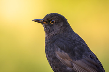 Poster - Male blackbird bright  backgound