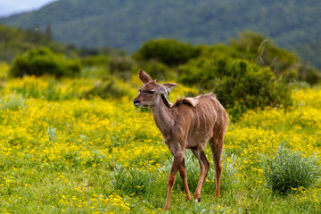 Wall Mural - Baby Female kudu walking between the daisy flowers