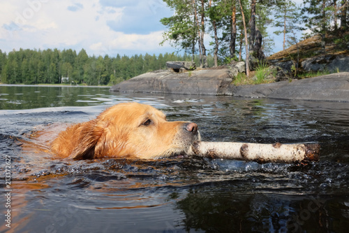 Cuadros en Lienzo Dog (Golden Retriever) swimming and fetching a stick.