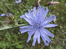 Blue Chicory Flower In A Natural Environment (Cichórium íntybus L.)