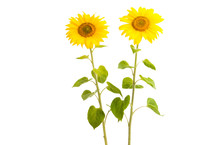 Sunflower Isolated