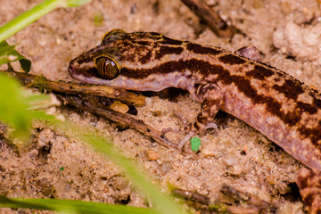 Wall Mural - Female Taylor's bow-fingered, four-striped forest and marbled bent-toed gecko, (Squamata: Gekkonidae: Cyrtodactylus quadrivirgatus) crawling on the ground, hidden and Camouflage inside the jungle.