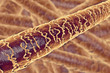 Human hair under microscope, 3D illustration showing close-up structure of healthy human hair
