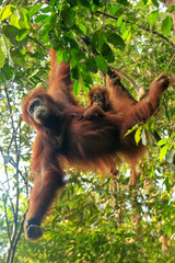 Sticker - Female Sumatran orangutan with a baby hanging in the trees, Gunung Leuser National Park, Sumatra, Indonesia