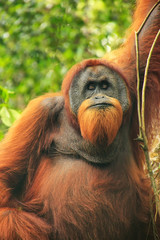 Wall Mural - Male Sumatran orangutan sitting in a tree in Gunung Leuser National Park, Sumatra, Indonesia