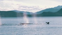 Wide Shot Of Humpback Whales Together In A Group.