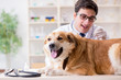 © Elnur - Doctor examining golden retriever dog in vet clinic