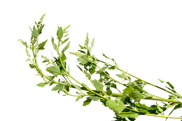 Chenopodium album - White goose-foot isolated on a white background