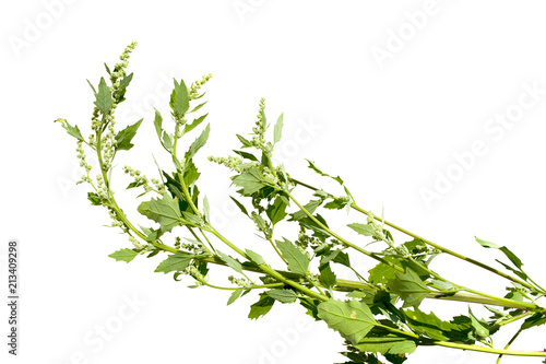 Chenopodium album - White goose-foot isolated on a white background