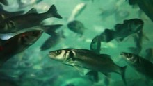Herring - A Large Flock Of Fish Under Water Chaotic Swims From Side To Side
