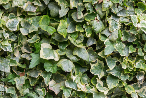 Fotografía Background with different types of hedera