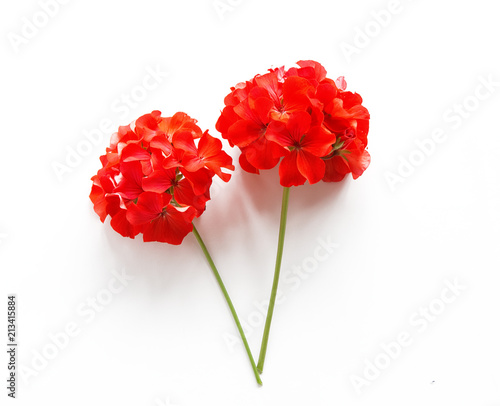 Fotografía Pelargonium, garden geranium, zonal geranium Flowers selective soft focus image