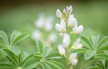 Lupinus White Flower Blooming In A Meadow.