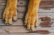 Dog's Feet On Wooden Floor