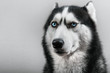 Siberian husky dog with pressed ears isolated on gray. Portrait confused funny sled-dog with blue eyes.