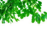 Fototapeta Panele - Tree branch isolated on white background
