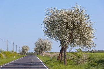 Wall Mural - An avenue with flowering fruit trees in spring