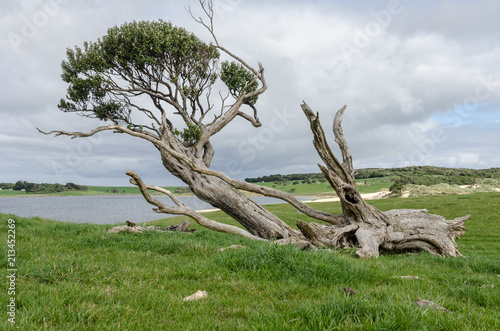 Fotografie, Obraz Gnarled, windswept, and fallen tree hanging on to life on the Chatham Islands, New Zealand